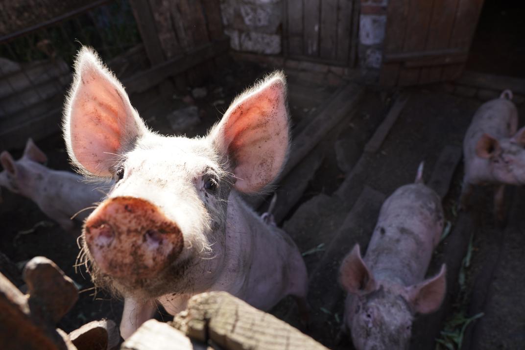a pig