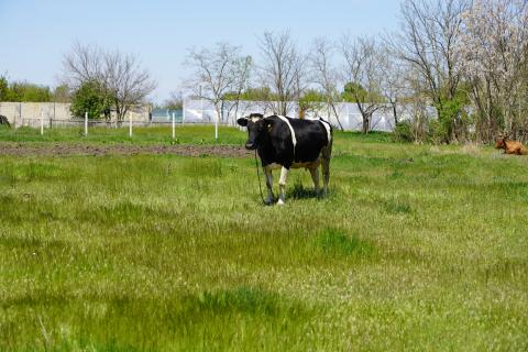 Cow