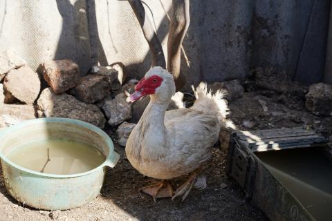 Duck